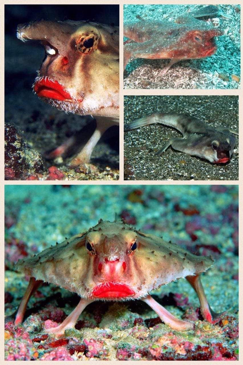 نقره لعرض الصورة في صفحة مستقلة