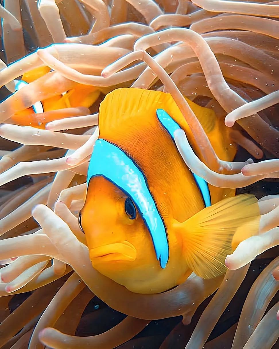 Falcon-Tours Discovery